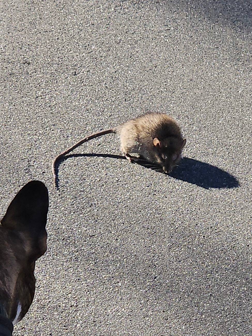 Tesla Cybertruck Foronetry| Exclusive Giveaway: Thanksgiving Dinner Sharing Event🍂🍪 1000012472