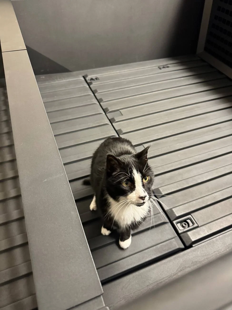 Tesla Cybertruck What Are You Hauling in your Cybertruck? 🦾 👷‍♂️ 1736781659301-q6