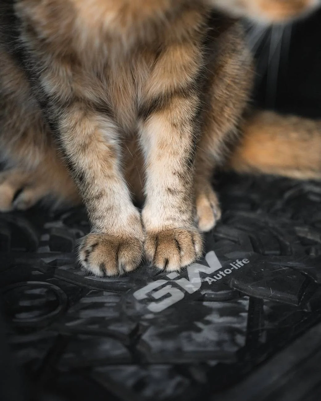 Tesla Cybertruck 🐾 Cats vs. Dogs: The Ultimate Adventure Buddies! 🐾 261_532933286074383_1263230364307036602_n_1080-jpg