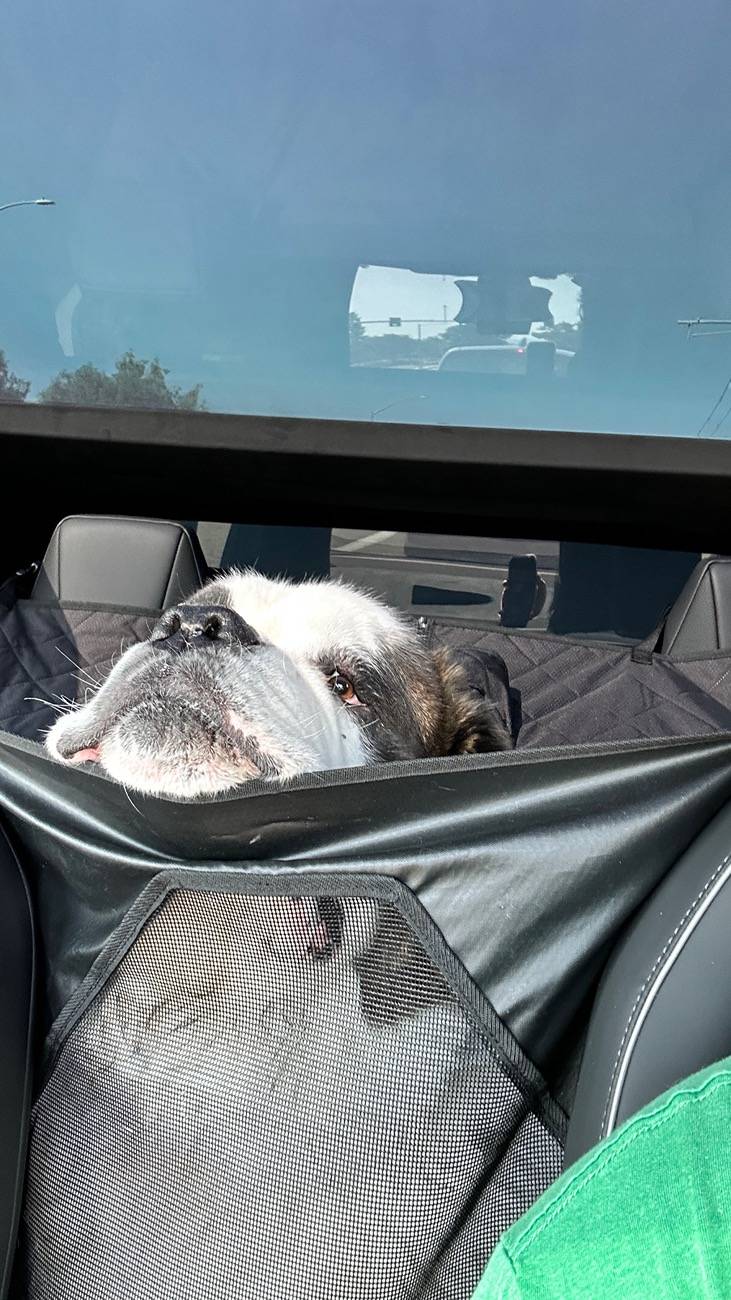 Tesla Cybertruck Share Your Pet's Adorable Moments in the Cybertruck 🐾🚙-Teslaunch Rear Seat Full-Cover Pet Liner For Cybertruck 80CF7DEA-E109-472D-BE34-ED87B693338D