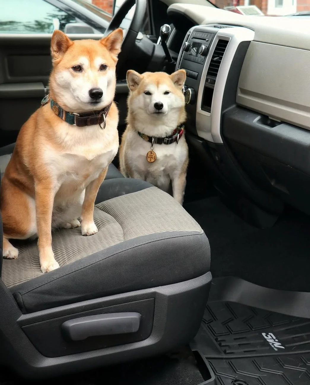Tesla Cybertruck 🐾 The Perfect Car Mats for Pet Owners! Easy to Clean & Scratch-Resistant 🚗 akira_and_juni (2)