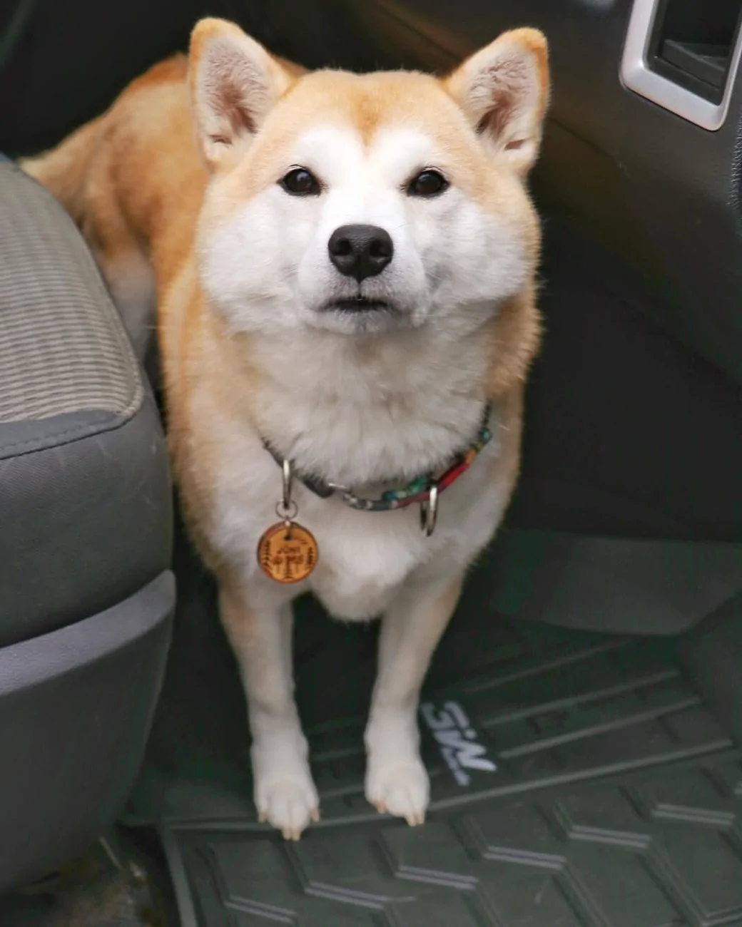 Tesla Cybertruck 🐾 The Perfect Car Mats for Pet Owners! Easy to Clean & Scratch-Resistant 🚗 akira_and_juni (3)