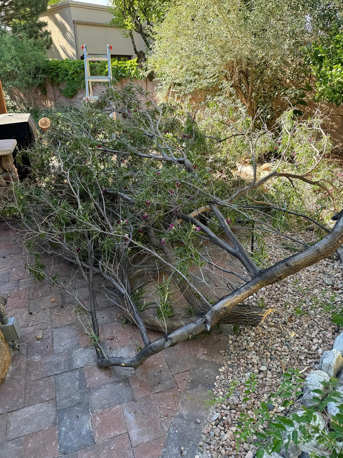 Tesla Cybertruck What Are You Hauling in your Cybertruck? 🦾 👷‍♂️ IMG_0607