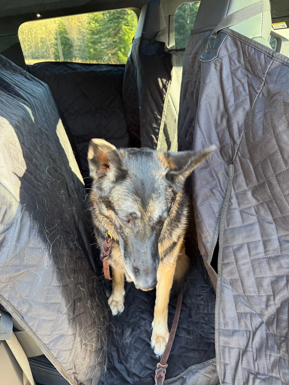 Tesla Cybertruck Back seat dog hammock - recommendations? IMG_1696
