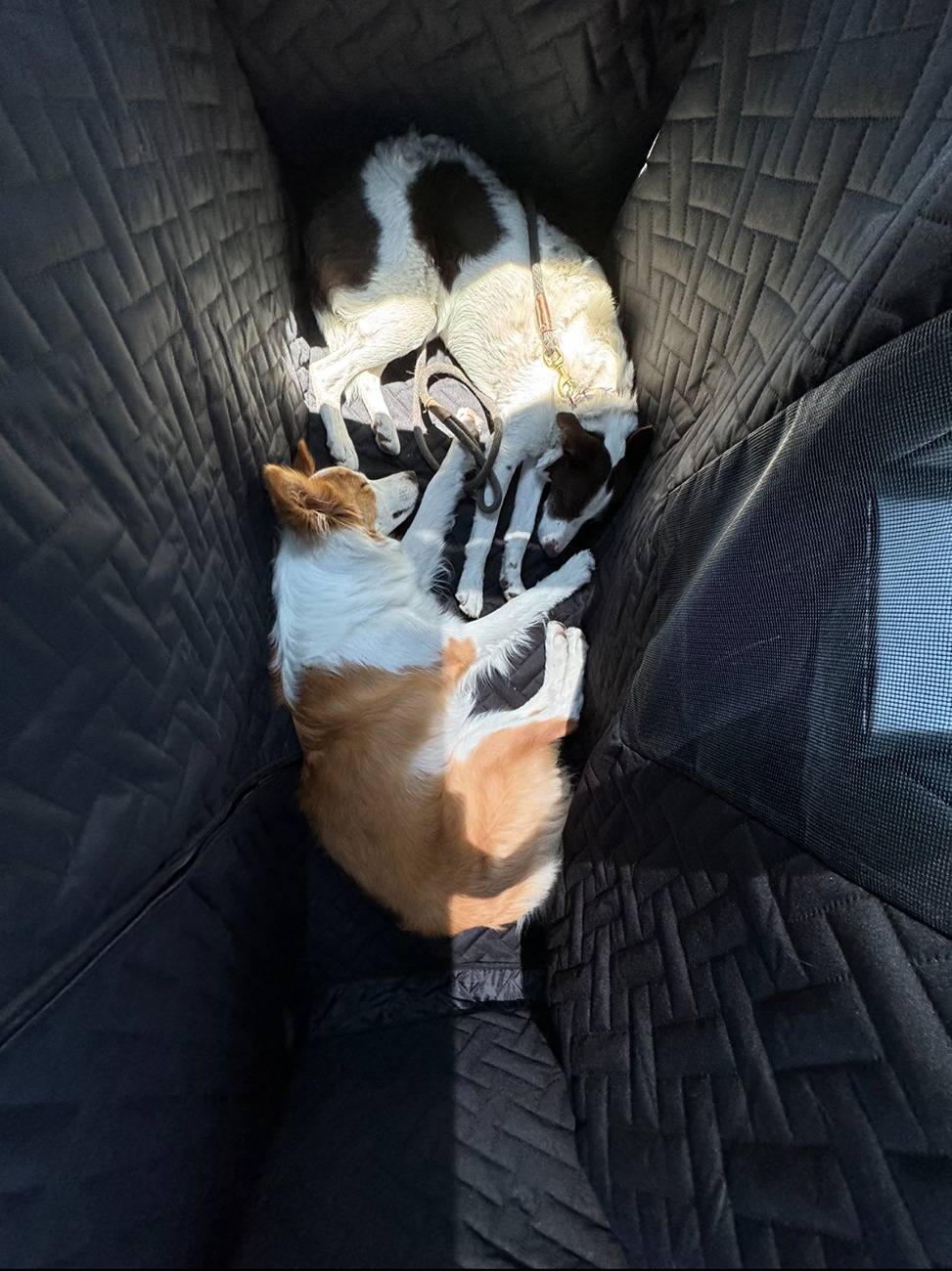 Tesla Cybertruck [MEMORIAL DAY SALE] Urander Cybertruck Pet Liner Floor Cover with Fold Up Seats – Comprehensive Protection & Effortless Convenience IMG_6482