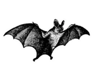 Tesla Cybertruck 🎃 Halloween Cybertrucks! 👻 Screenshot 2024-09-20 at 18.17.45