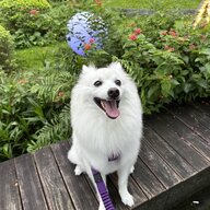 MangoTheSpitz